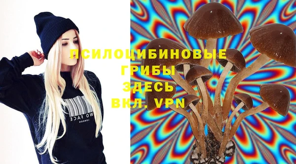прущие грибы Новозыбков